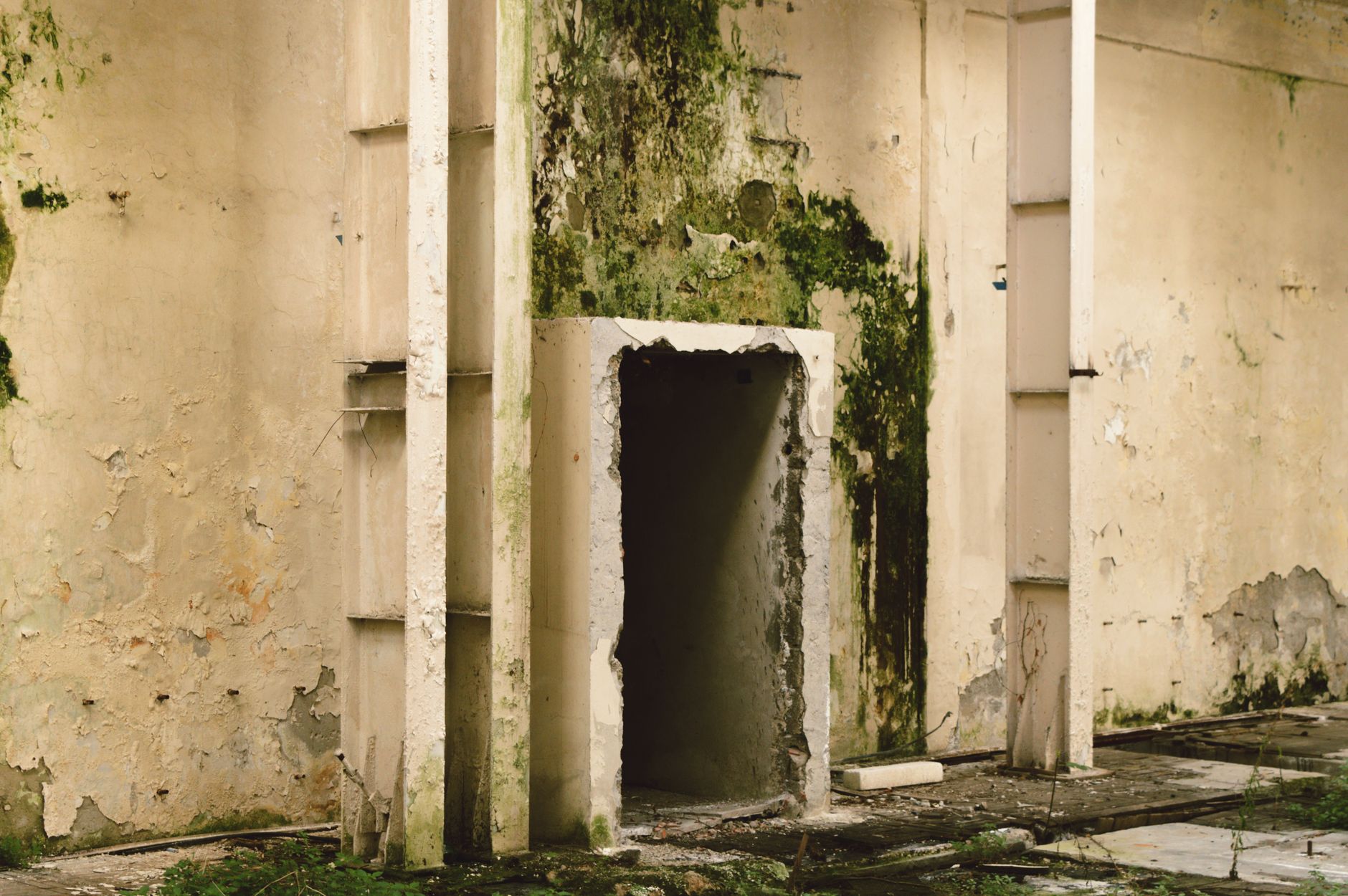 Mold Removal Hero Section Tampa